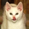 Positive Proof that FIV+ Kitties CAN Be adopted!
